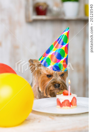 Yorkshire terrier sniffing at the cake.  20128540