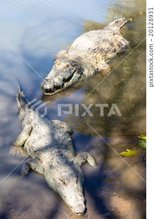 Sacred crocodile, Burkina Faso Sacred crocodile, Burkina Faso 20128931
