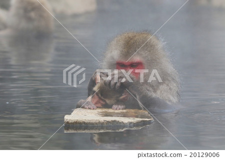 A monkey 20129006