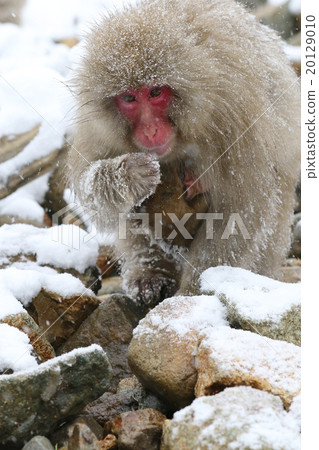 A monkey 20129010