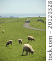 Sheep sheep looking at the sea 20129328