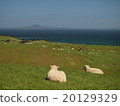 Sheep sheep looking at the sea 20129329