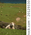 Sheep in a meadow 20129330