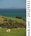 Sheep resting against the sea 20129331