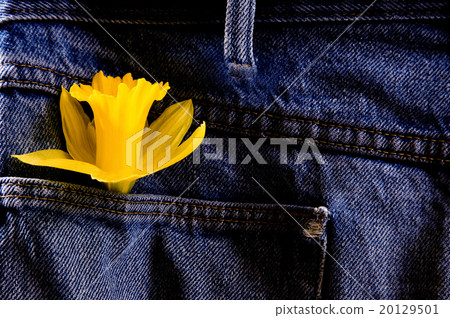 Daffodil and Blue Jeans Daffodil and Blue Jeans 20129501