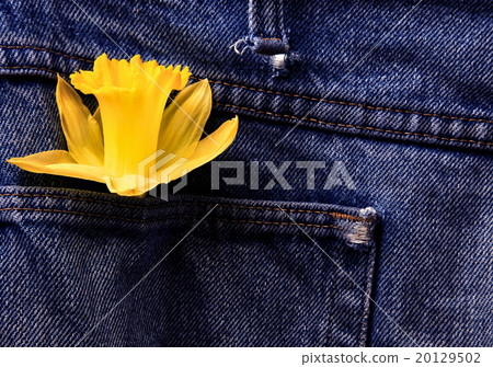 Daffodil and Blue Jeans Daffodil and Blue Jeans 20129502