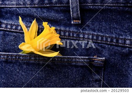 Daffodil and Blue Jeans Daffodil and Blue Jeans 20129503