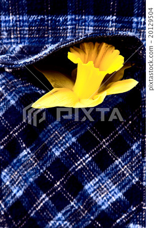 Daffodil in Shirt Pocket Daffodil in Shirt Pocket 20129504