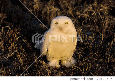 Snowy Owl at sunset Snowy Owl at sunset 20129506