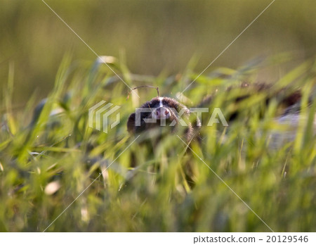 Baby Skunk at den 20129546