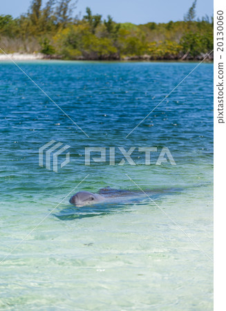 Dolphins in the caribbean sea. Cayo largo 20130060
