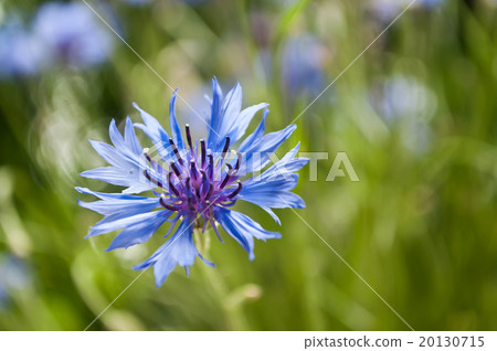 corn-flower closeup 20130715