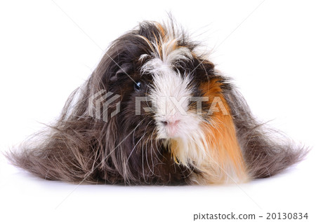 Long hair guinea pig 20130834