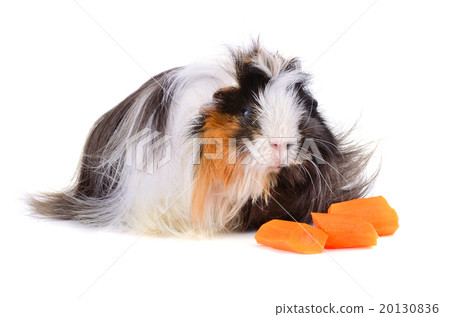 Guinea pig eating vegetables 20130836