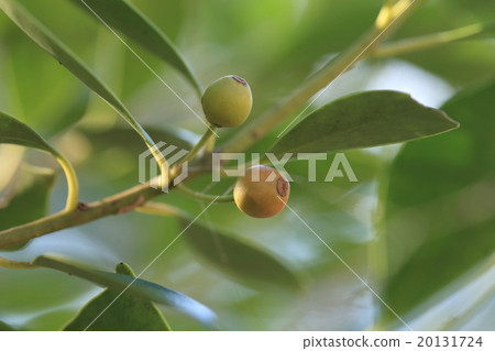 Natural plant mochi, in the winter it is supposed to be ripe red. "Birds" can be taken from the bark, so "Mochinoki" 20131724