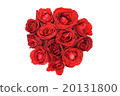 Red roses on white background 20131800
