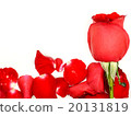 Red rose on rose petals background with copy space 20131819