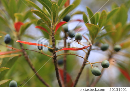 Natural plant Holtalki, it is a fruit that was mistaken for olive fruit the past. It certainly is similar. ② 20131901