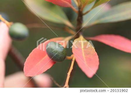 Natural plant Holtalki, it is a fruit that was mistaken for olive fruit the past. It certainly looks like ne ① Natural plant Holtalki, it is a fruit that was mistaken for olive fruit the past. It certainly looks like ne ① 20131902