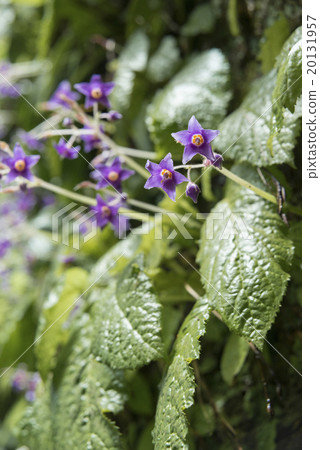 Jōjyoji的Iwatebako 2 Jōjyoji的Iwatebako 2 20131957