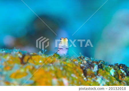 Ishigaki frog 20132018