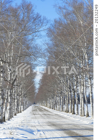 Winter Hokkaido white birch trees Winter Hokkaido white birch trees 20132249