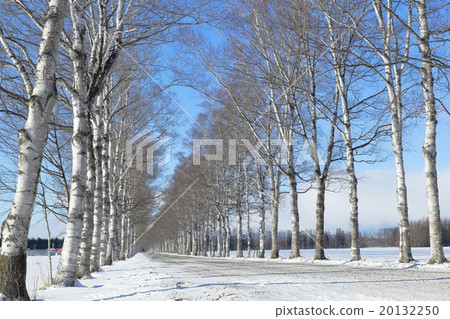 Winter Hokkaido white birch trees Winter Hokkaido white birch trees 20132250