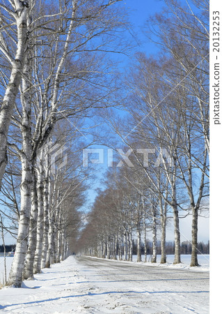 冬天北海道白樺樹 20132253
