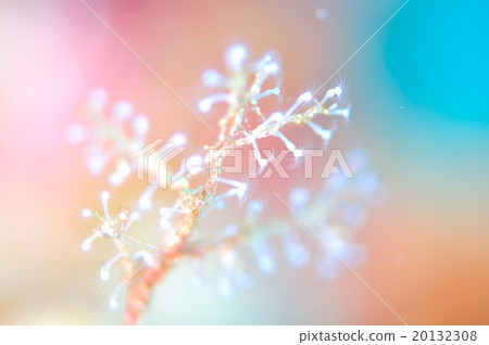 Sea uddera Sea uddera 20132308