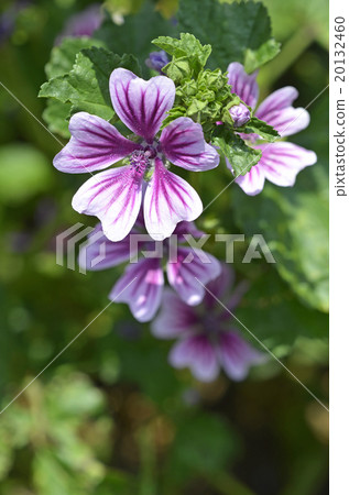 Zeniaoi（錢敖） 20132460