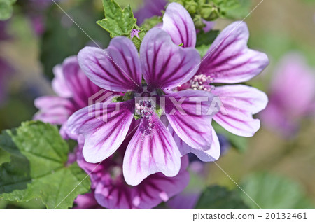 Zeniaoi (Qian Ao) 20132461