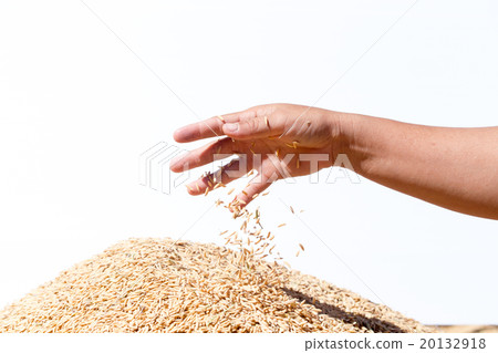 hand hold paddy  rice on the white background 20132918
