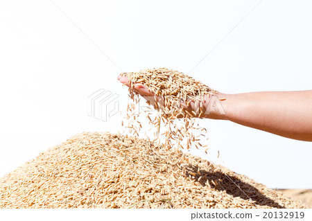 hand hold paddy  rice on the white background 20132919