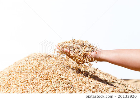 hand hold paddy  rice on the white background 20132920