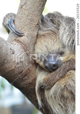 Lid prairie sloth 20133529