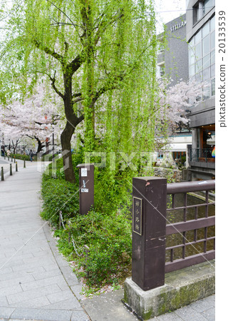 柳樹和櫻花在京都的老橋上 20133539