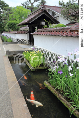 Tsuwano iris和Nishikigoi Tsuwano iris和Nishikigoi 20133610
