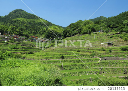 在山口縣後院的Tamada Okumagatake 在山口縣後院的Tamada Okumagatake 20133613