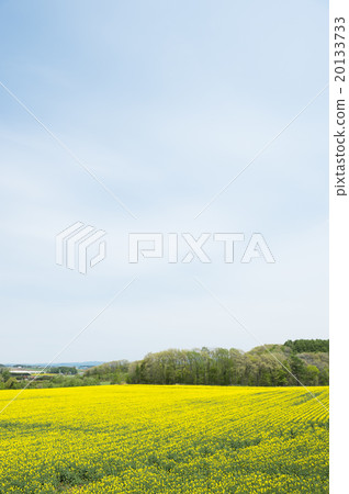 Rapeseed field Rapeseed field 20133733