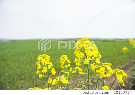 強姦開花 強姦開花 20133734