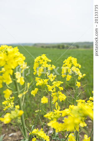 Rape blossoms 20133735