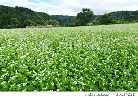 Buckwheat field of Norikura Otaki of Nagano Prefecture Buckwheat field of Norikura Otaki of Nagano Prefecture 20134231