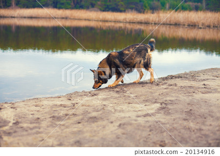 Dog walking on the river bank in autumn Dog walking on the river bank in autumn 20134916