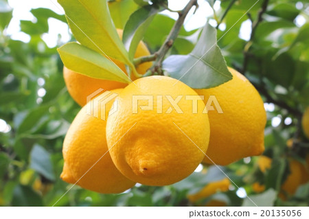瀨戶內檸檬 20135056