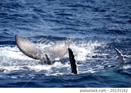 Humpback whale peck and tail slap 20135162