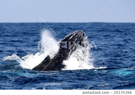 駝背鯨一巴掌 駝背鯨一巴掌 20135166