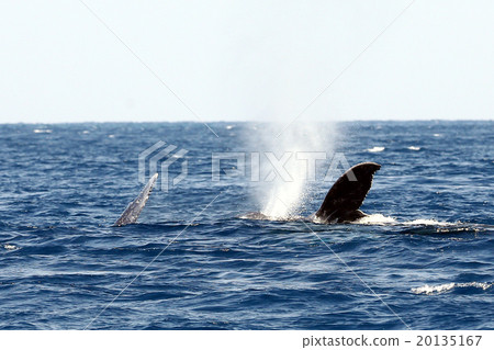 座頭鯨流行性腮腺炎 座頭鯨流行性腮腺炎 20135167