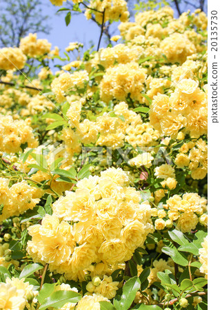 木香  木香 20135730