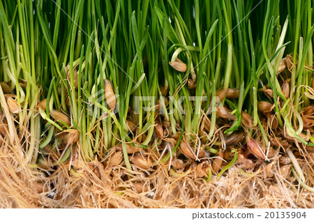 Green grass with soil close up 20135904