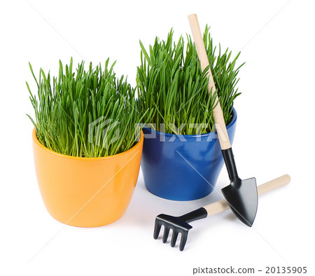 Green grass in pot isolated on white background 20135905